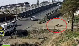 2 chú chó được phong danh 'thánh hóng biến' đầy bí ẩn của năm